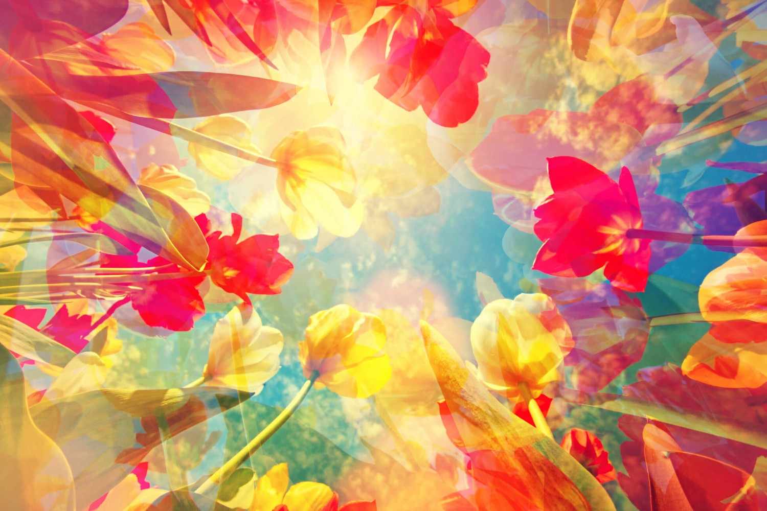 colorful tulips